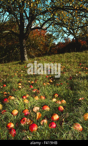 orchard meadow; apple; Stock Photo