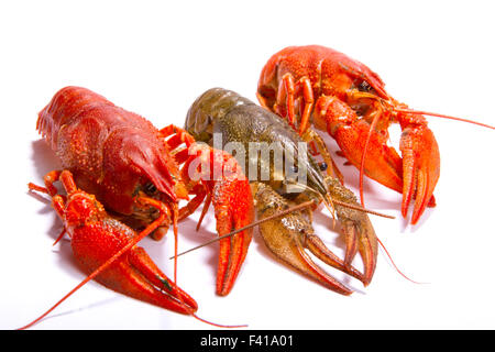 Crayfish on a white background Stock Photo