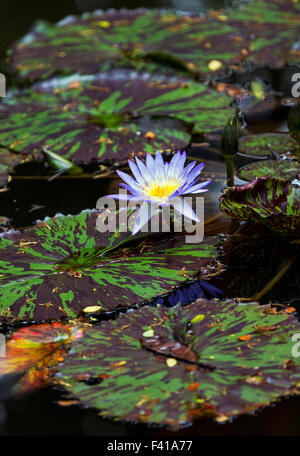 Water Lily; Nymphaeaceae; Hawai'i Tropical Botanical Garden Nature Preserve; Big Island, Hawaii, USA Stock Photo
