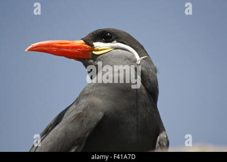 larosterna inca Stock Photo