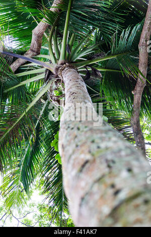Palm tree, Hawai'i Tropical Botanical Garden Nature Preserve; Big Island, Hawaii, USA Stock Photo