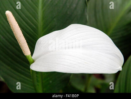 Peace lily; spathe flower; Araceae; Spathiphyllum sp.; Hawai'i Tropical Botanical Garden Nature Preserve; Big Island, Hawaii USA Stock Photo