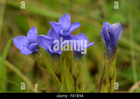 gentian (Gentianopsis ciliata) Stock Photo