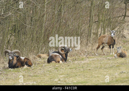 Mouflon Stock Photo