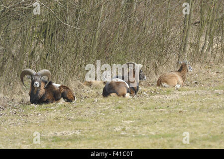 Mouflon Stock Photo