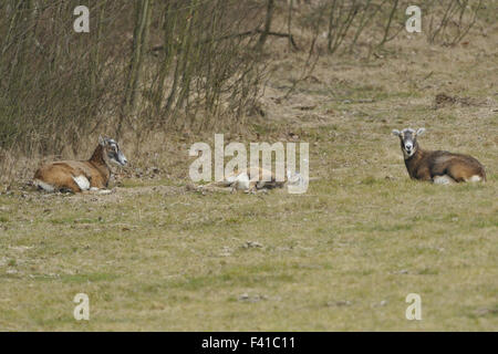 Mouflon Stock Photo