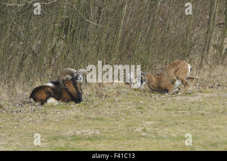 Mouflon Stock Photo