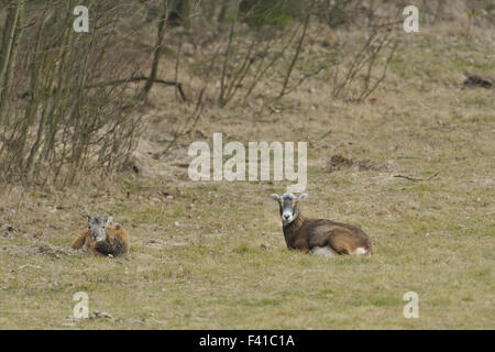 Mouflon Stock Photo