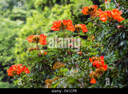 African Tulip Tree or Flame Tree; Spathodea Campanulata; Big Island of Hawai'i; USA Stock Photo