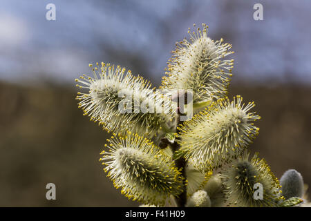 Salix hookeriana, Dune willow, Coastal willow Stock Photo