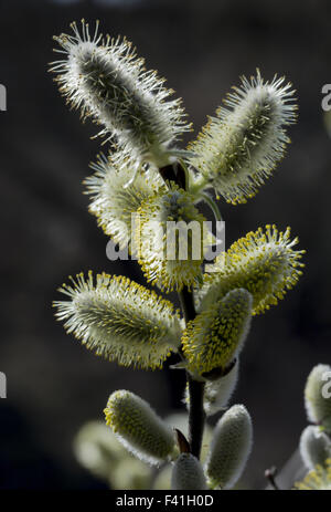 Salix hookeriana, Dune willow, Coastal willow Stock Photo