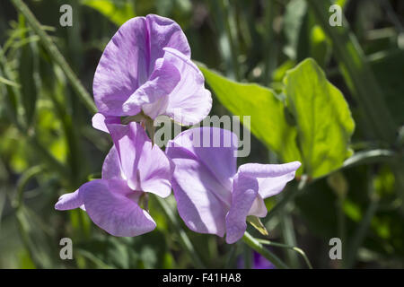 Lathyrus odoratus, Sweet Pea Stock Photo