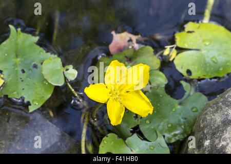 Nymphoides peltata, Fringed Water-lily Stock Photo