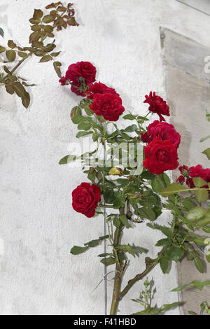 Rose Sympathie, climbing rose Stock Photo