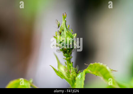 Rosebud densely covered with aphids Stock Photo