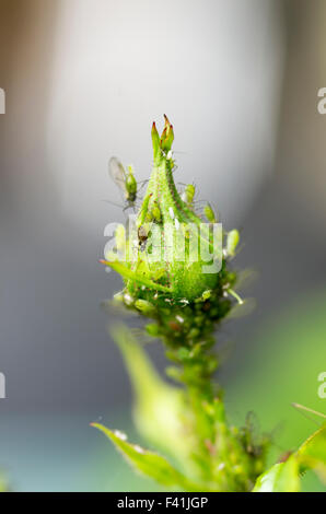 Rosebud densely covered with aphids Stock Photo