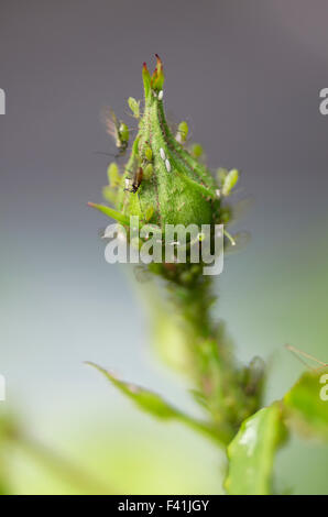 Rosebud densely covered with aphids Stock Photo