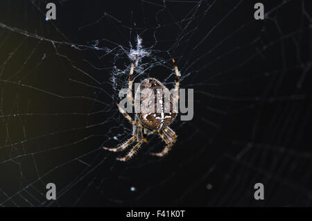 A spider hangs from his web awaiting prey Stock Photo