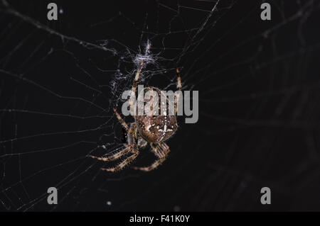 A spider hangs from his web awaiting prey against a black background Stock Photo