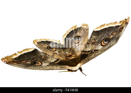 beautiful giant silk moth butterfly Stock Photo