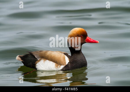 Male red-crested pochard (Netta rufina) swimming in water, Chiemsee, Bavaria, Germany Stock Photo