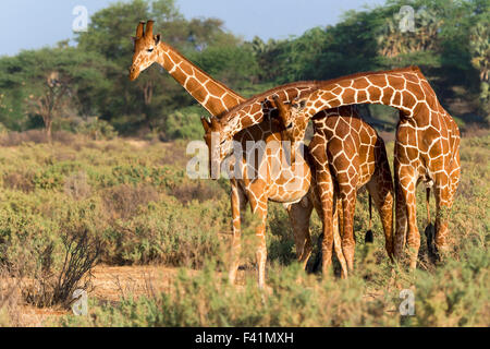 Three Somali or reticulated giraffes (Giraffa reticulata camelopardalis), Samburu National Reserve, Kenya Stock Photo