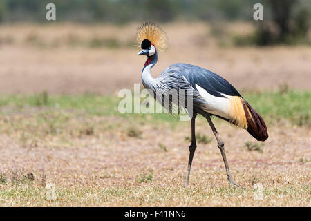 Black crowned crane (Balearica pavonina), Ol Pejeta Reserve, Kenya Stock Photo