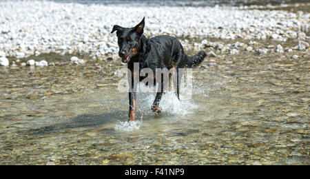 Dog (Canis familiaris) running in water, Beauceron, also Berger de Beauce or Bas Rouge Stock Photo