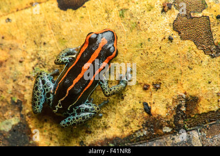 Sanguine poison frog or Zaparo's poison frog (Allobates zaparo), Amazon rainforest, Yasuni National Park, Ecuador Stock Photo