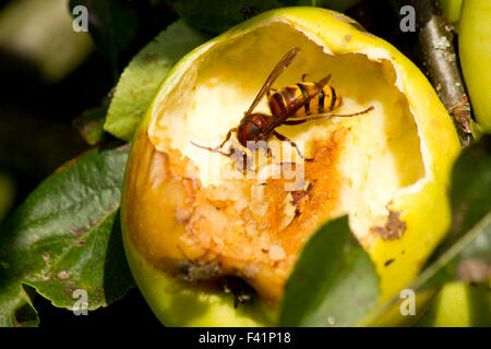 Hornet feeding on apple Stock Photo