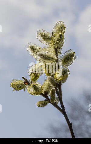 Salix hookeriana, Dune willow, Coastal willow Stock Photo