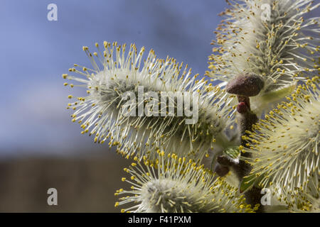 Salix hookeriana, Dune willow, Coastal willow Stock Photo