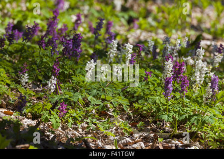 Corydalis flowers (Corydalis cava) in Germany Stock Photo