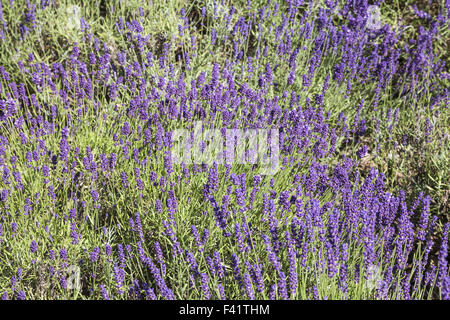 Lavandula angustifolia, Common lavender Stock Photo