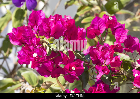 Bougainvillea glabra, Paper flower Stock Photo