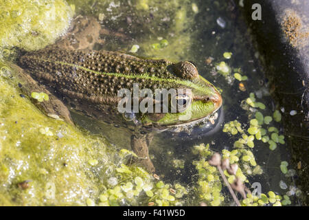 Rana esculanta, Edible frog from Germany Stock Photo