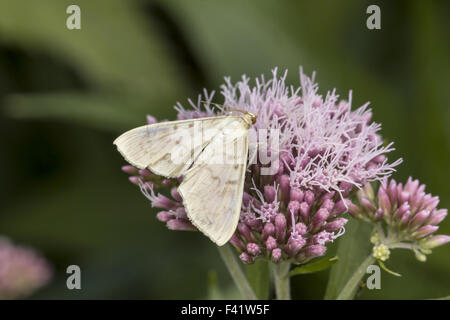 Haritalis ruralis, Mother of Pearl butterfly Stock Photo