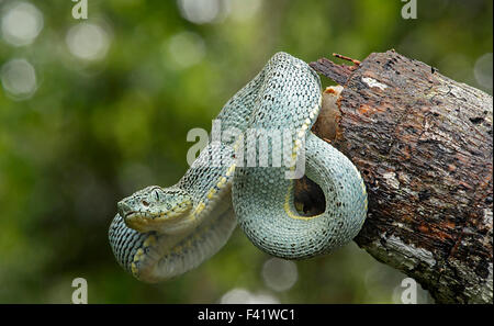 Two-striped forest-pitviper, also parrotsnake or Amazonian palm viper (Bothriopsis bilineata) offspring, poisonous Stock Photo