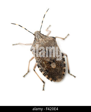 Mottled Shield Bug isolated on white Stock Photo