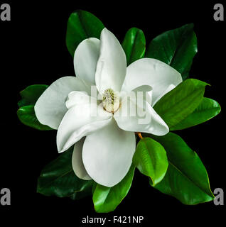 White magnolia flower dark green leaves against black background Stock Photo