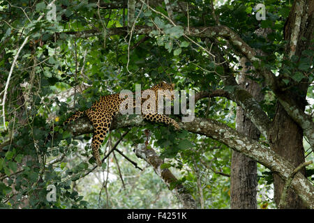 The Indian leopard (Panthera pardus fusca) is a leopard subspecies widely distributed on the Indian subcontinent. Stock Photo