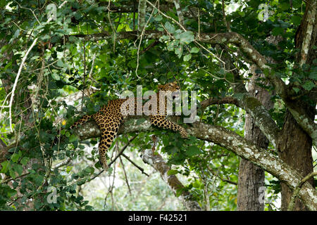 The Indian leopard (Panthera pardus fusca) is a leopard subspecies widely distributed on the Indian subcontinent. Stock Photo