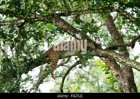 The Indian leopard (Panthera pardus fusca) is a leopard subspecies widely distributed on the Indian subcontinent. Stock Photo