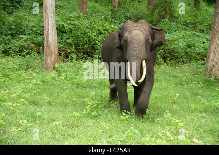 The Indian elephant (Elephas maximus indicus) is one of three recognized subspecies of the Asian elephant and native to mainland Stock Photo