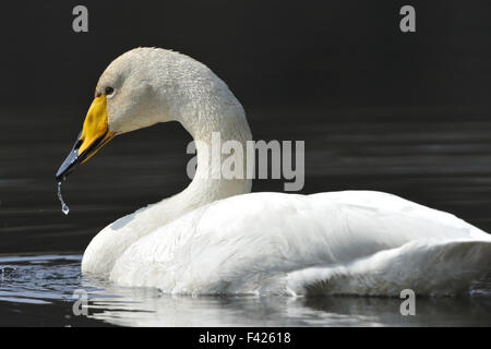 Whooper swan Stock Photo