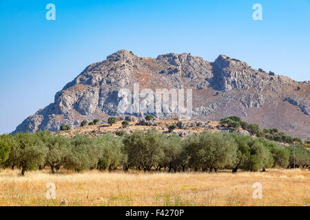 Olive trees. Rhodes, Greece Stock Photo