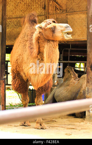 camel in zoo Stock Photo