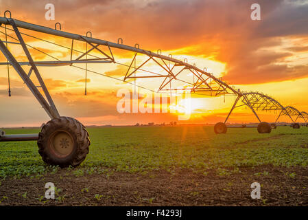 Automated farming irrigation sprinklers system on cultivated agricultural landscape field in sunset Stock Photo