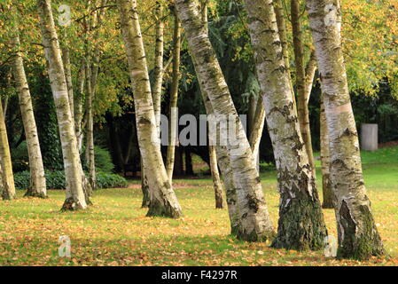 Sunlight on a silver birch trees (betual pendula) at Rufford Abbey country Park, Nottinghamshire, England UK - autumn Stock Photo