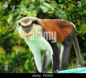 Mona Monkey in the Grand Etang Forest Reserve in Grenada Stock Photo